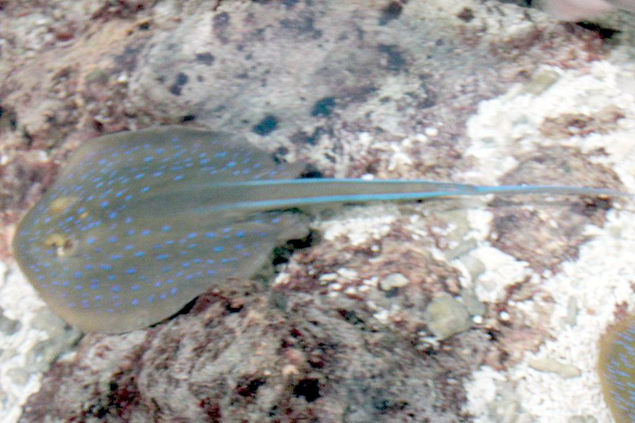Blue-spotted Stingray