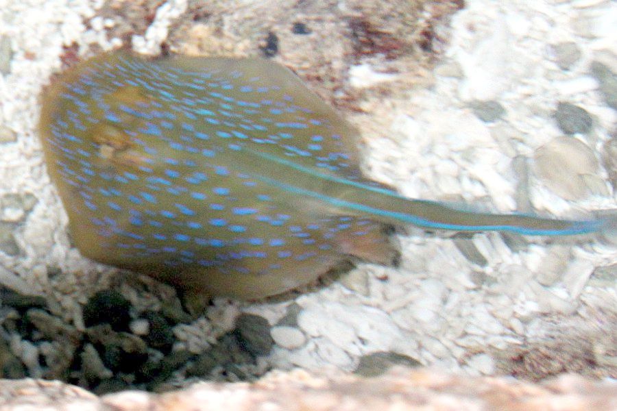 Blue-spotted Stingray