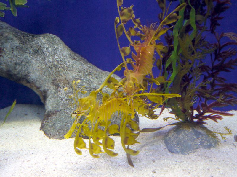 [tBEV[hS(Leafy sea dragon)