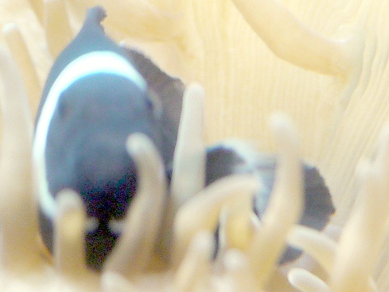 ubNEIZX(Black Ocellaris)