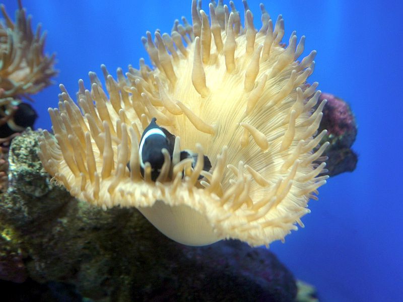 ubNEIZX(Black Ocellaris)