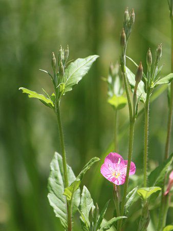 アカバナユウゲショウ 赤花夕化粧 かぎけんweb