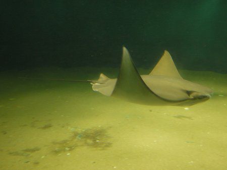 ウシバナトビエイ 牛鼻飛嬰 かぎけんweb