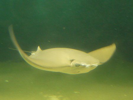 ウシバナトビエイ 牛鼻飛嬰 かぎけんweb