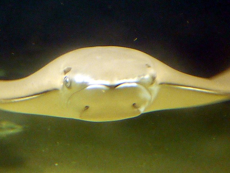 ウシバナトビエイ 牛鼻飛嬰 かぎけんweb