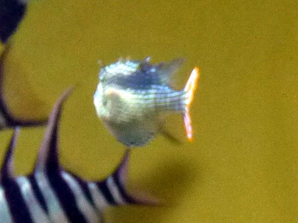 Il[gEJEtBV(Ornate cowfish)