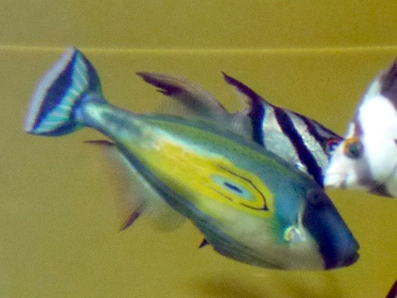 hoseshoe-rezarjacket