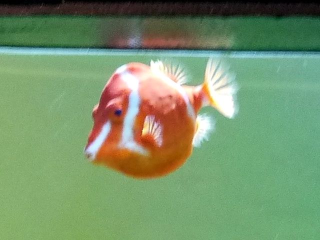 White-barred boxfish