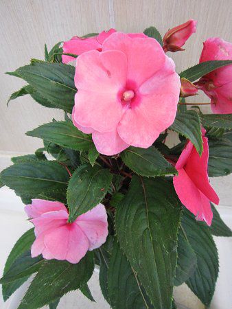 ニューギニア インパチェンス New Guinea Impatiens かぎけんweb