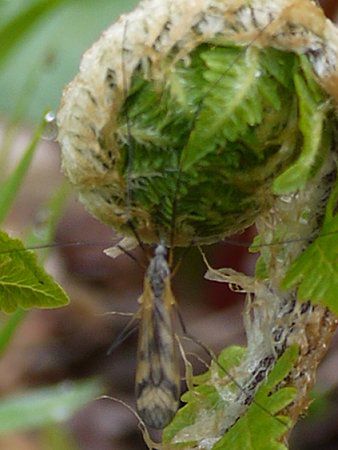 �I�I�[���}�C