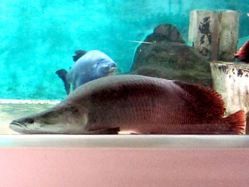 sN(PirarucujƃR\}iColossomaj