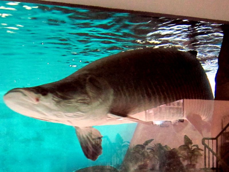 arapaima-gigas