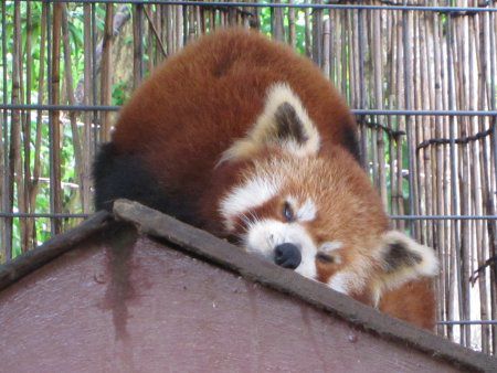 ニシレッサーパンダ 西lesser Panda