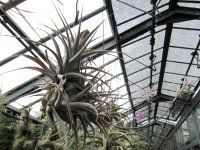 �`�����W�A(Tillandsia)
