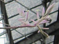 �`�����W�A(Tillandsia)