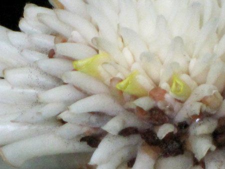 g[`WW[(Torch ginger)