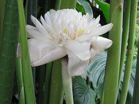 g[`WW[(Torch ginger)