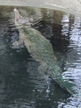 アフリカ口長鰐