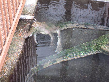 オーストラリアワニ かぎけんweb