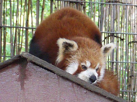 ニシレッサーパンダ 西lesser Panda