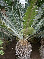 �G���Z�t�@���[�^�X�E�g�����X�x�m�[�T�X(Encephalartos Transvenosus)
