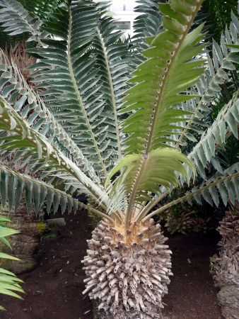 GZt@[^XEgXxm[TX(Encephalartos Transvenosus)