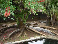 �A�����J�f�C�S