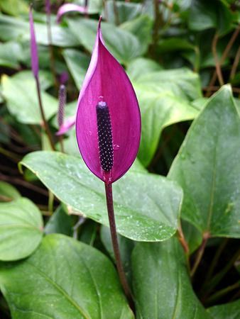 アンスリウム Anthurium かぎけんweb