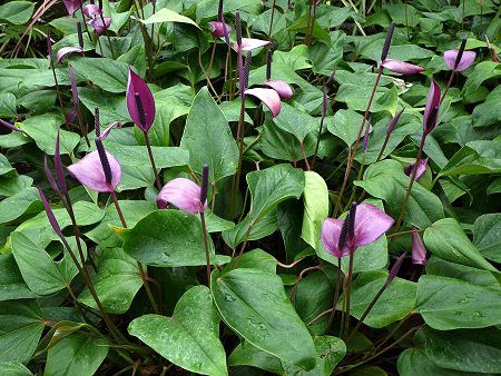 アンスリウム Anthurium かぎけんweb アンスリウム Anthurium かぎけんweb