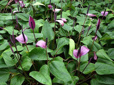 アンスリウム Anthurium かぎけんweb