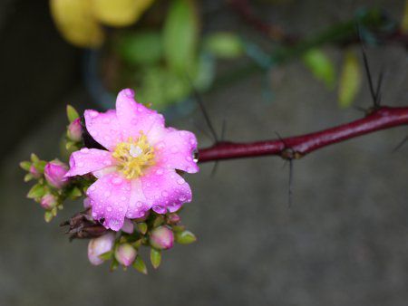 ペレスキア・グランディフォリア（Pereskia grandifolia）