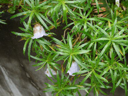 l\RhE[eBAkXiNesocodon mauritianusj