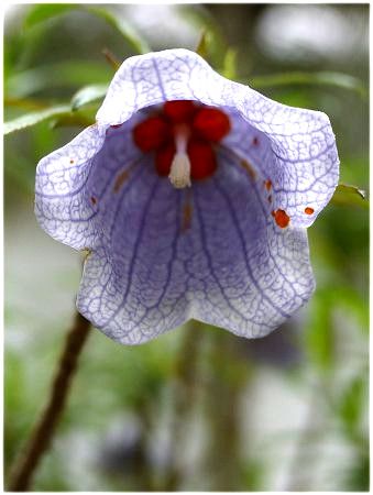 l\RhE[eBAkXiNesocodon mauritianusj