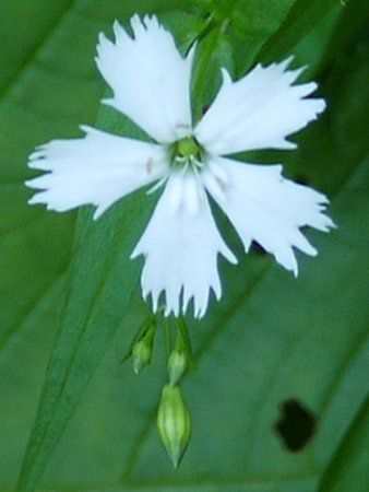 センジュガンピ 千手岩菲 かぎけんweb センジュガンピ 千手岩菲 かぎけんweb