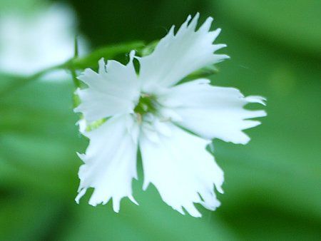 センジュガンピ 千手岩菲 かぎけんweb