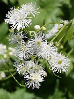 ���~�W�J���}�c