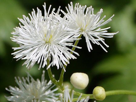 モミジカラマツ 紅葉唐松 かぎけんweb モミジカラマツ 紅葉唐松 かぎけんweb
