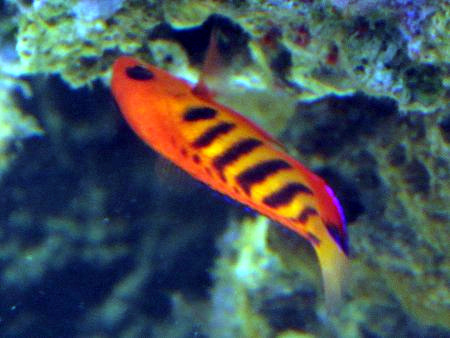 t[GWFiCentropyge loricula)