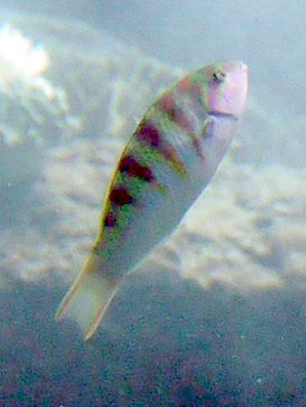 Web図鑑 淡水性熱帯魚 かぎけんweb Web図鑑 淡水性熱帯魚 かぎけんweb