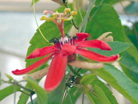 パッシフローラ ピレシー Passiflora Piresii