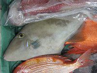 �E�}�d���n�M�i�n�ʔ��j