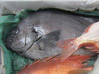 �C�V�_�C�i�Α�j