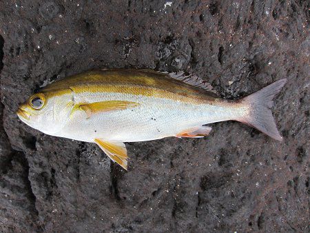 イサキ 伊佐木 伊佐幾 鶏魚 かぎけんweb