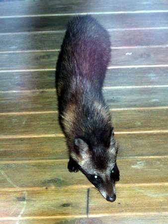タヌキ 狸 かぎけんweb タヌキ 狸 かぎけんweb