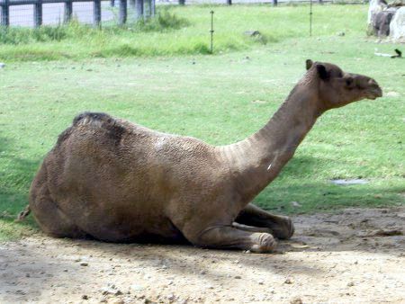 ヒトコブラクダ 一瘤駱駝 かぎけんweb