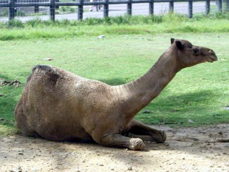 ヒトコブラクダ 一瘤駱駝 かぎけんweb