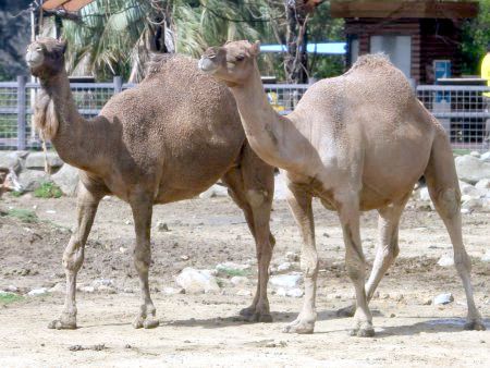 ヒトコブラクダ 一瘤駱駝 かぎけんweb