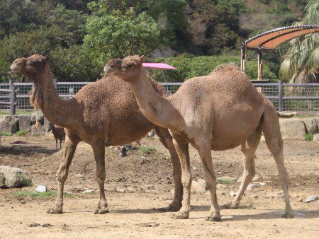 ヒトコブラクダ 一瘤駱駝 かぎけんweb