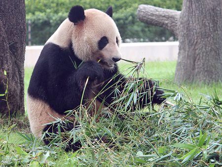 ジャイアントパンダ Giant Panda かぎけんweb