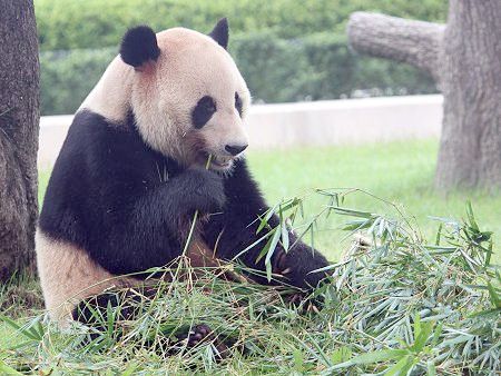 ジャイアントパンダ Giant Panda かぎけんweb